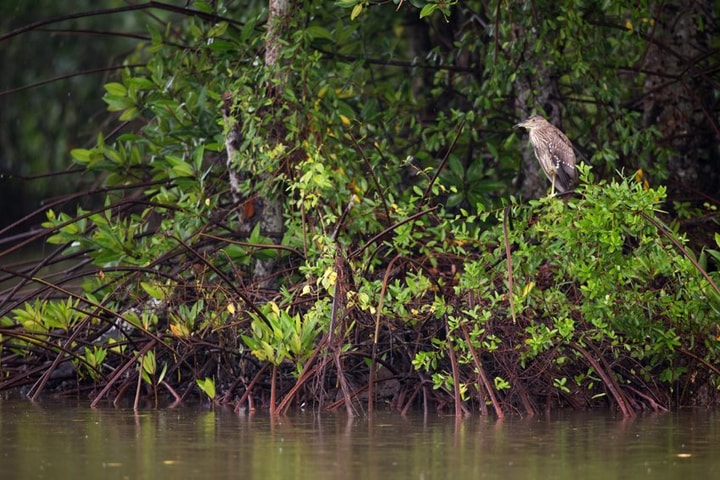 Ngân hàng HSBC chung tay cùng WWF-Việt Nam tái sinh 150 hecta rừng ngập mặn tại Vườn Quốc gia Mũi Cà Mau