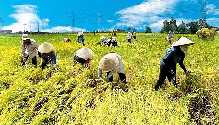 Kéo dài thời gian hỗ trợ phí bảo hiểm nông nghiệp 