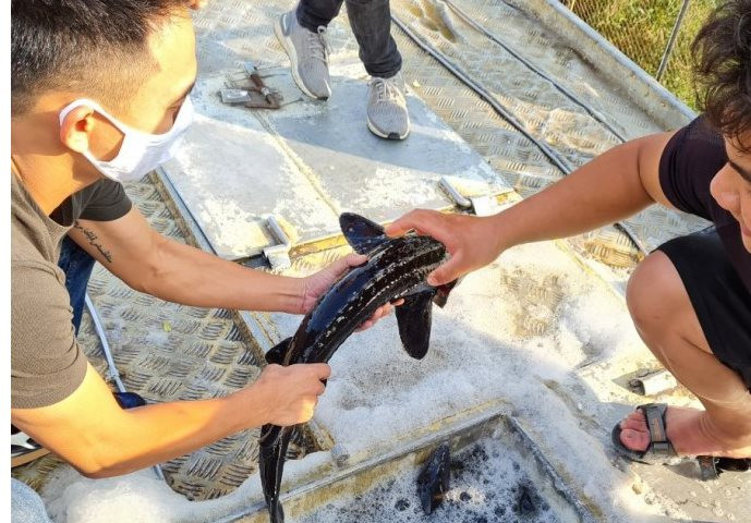 Kiến nghị kiểm soát chặt việc nhập cá tầm