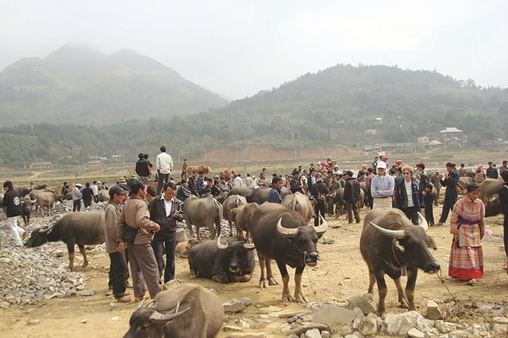 Độc đáo những phiên chợ trâu