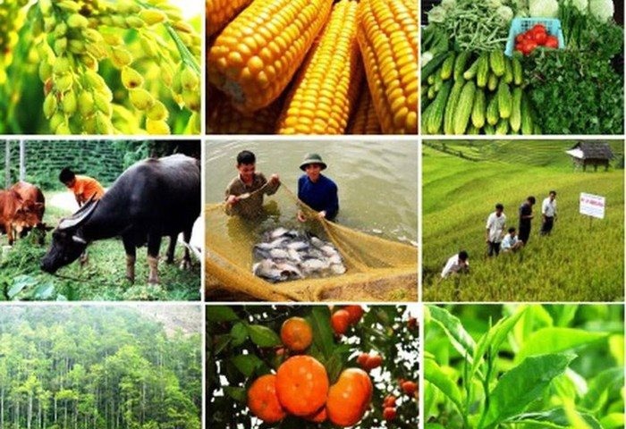 Đa dạng phương thức kinh doanh tiêu thụ nông sản theo chuỗi bền vững