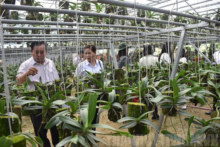 Chương trình cho vay giải quyết việc làm – giải pháp hiệu quả thực hiện chiến lược phát triển kinh tế - xã hội TP. Hồ Chí Minh bền vững
