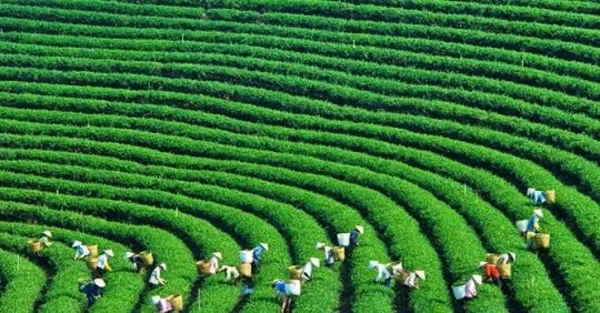 GTNFoods lấy lại ý kiến cổ đông về phương án sáp nhập vào VLC