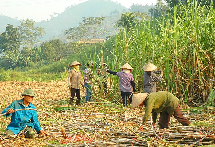 Dư địa nào cho cổ phiếu ngành đường?