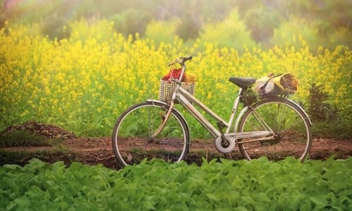 Những đêm giáp Tết  thức trắng và ký cải 500 đồng…