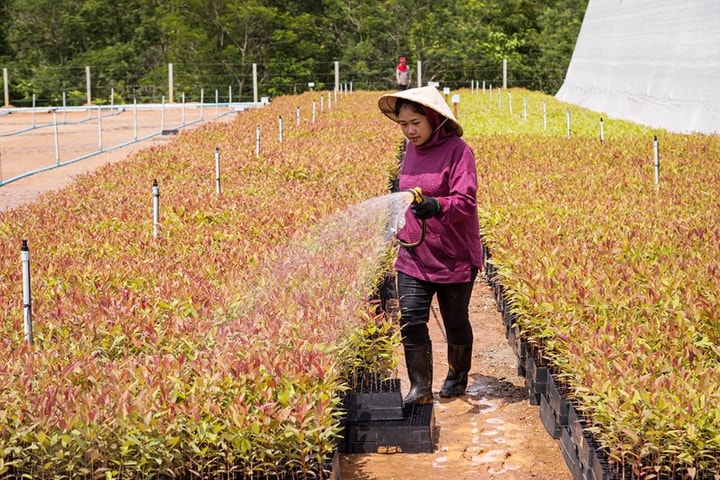 ADB đầu tư 15 triệu USD vào Quỹ Rừng nhiệt đới châu Á số 2 