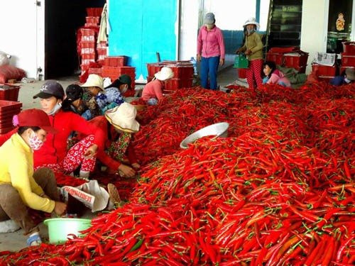 Xuất khẩu trở lại ớt tươi sang Trung Quốc