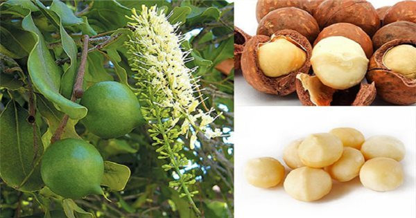 Phát triển bền vững Mắc ca thành ngành hàng sản xuất hiệu quả, bền vững