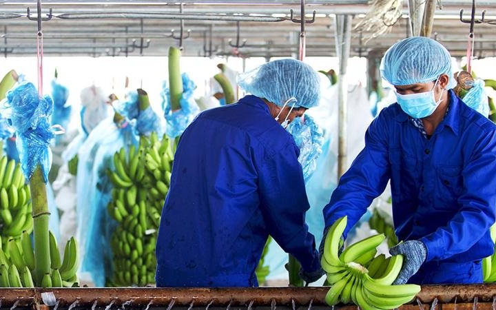 Hoàng Anh Gia Lai báo lãi ròng đạt  781 tỷ đồng sau 8 tháng, cổ phiếu HAG tăng trần