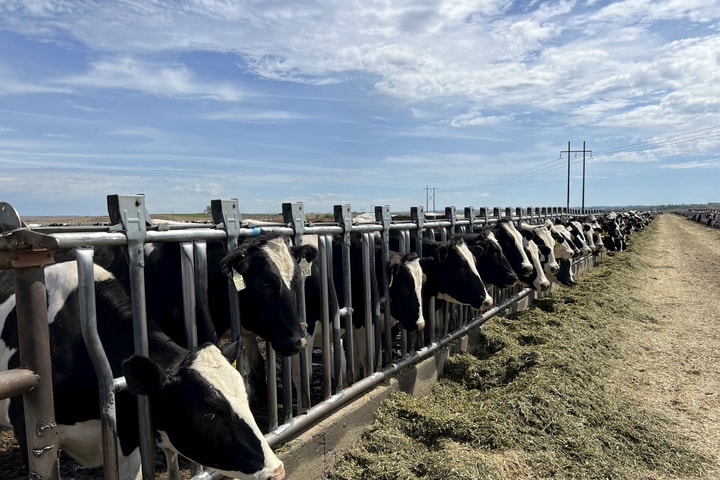 ​Vinamilk nhập đàn bò sữa 1.000 con từ Mỹ về Trang trại Lao-Jagro tại Lào