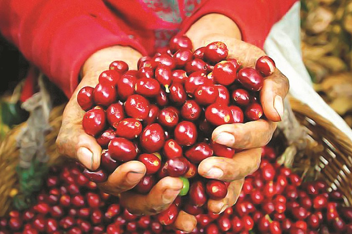 Tăng cường chính sách, chương trình tín dụng nhằm thúc đẩy hiệu quả hoạt động sản xuất cà phê tại khu vực Tây Nguyên