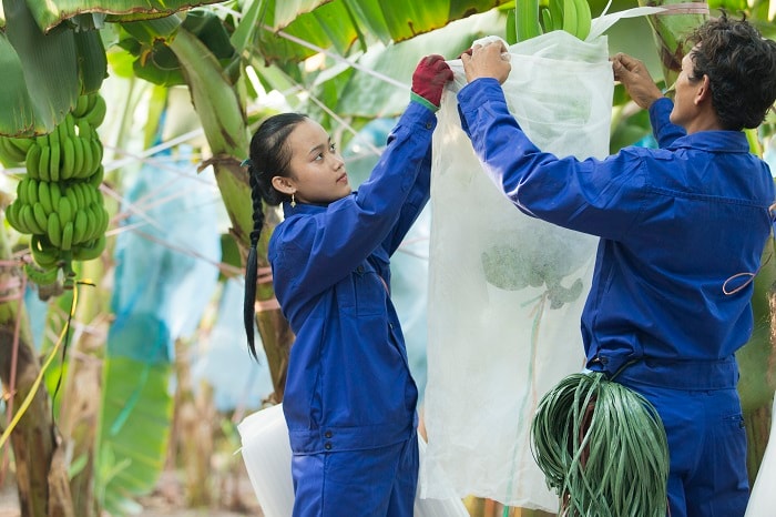 Kinh doanh không hiệu quả, HAGL Agrico (HNG) giải thể công ty con có vốn 100 tỷ đồng