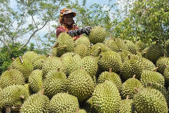 Xuất khẩu sầu riêng sang Trung Quốc: Hướng tới hệ sinh thái sầu riêng