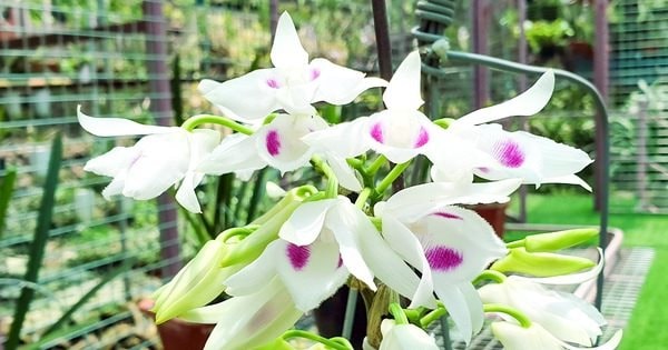 Xét xử nhóm lừa đảo bán lan đột biến