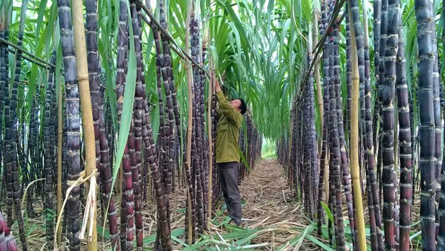 Một công ty mía đường chia cổ tức 30% bằng tiền mặt