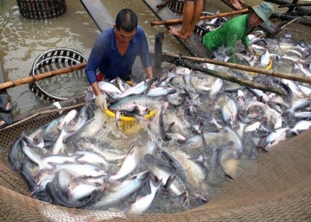 Lần đầu tiên Việt Nam tổ chức Lễ hội cá Tra