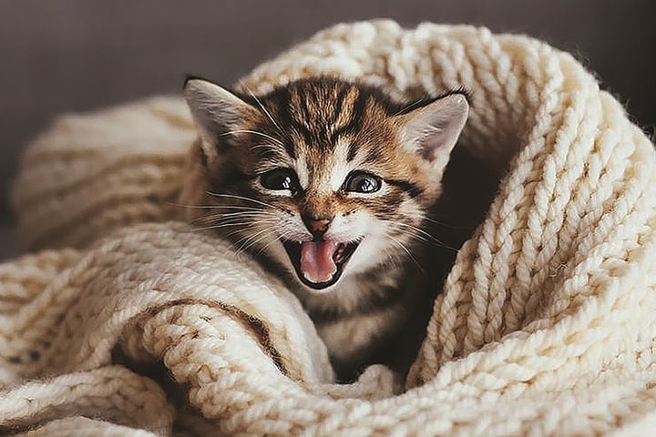 Xuân Quý Mão nói về tính cách người tuổi mèo