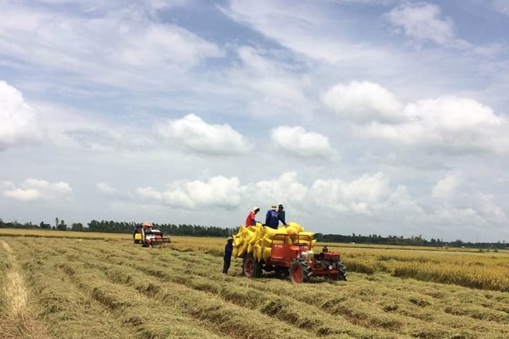 Doanh nghiệp phải có hợp đồng xây dựng vùng nguyên liệu mới đủ điều kiện kinh doanh xuất khẩu gạo