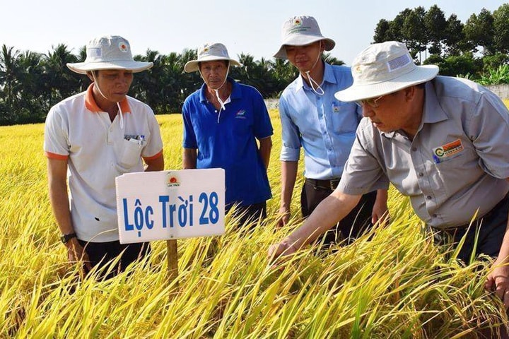 Lộc Trời 28 và Nàng Hoa 9 của Lộc Trời góp phần làm nên vinh quang của lúa gạo Việt Nam