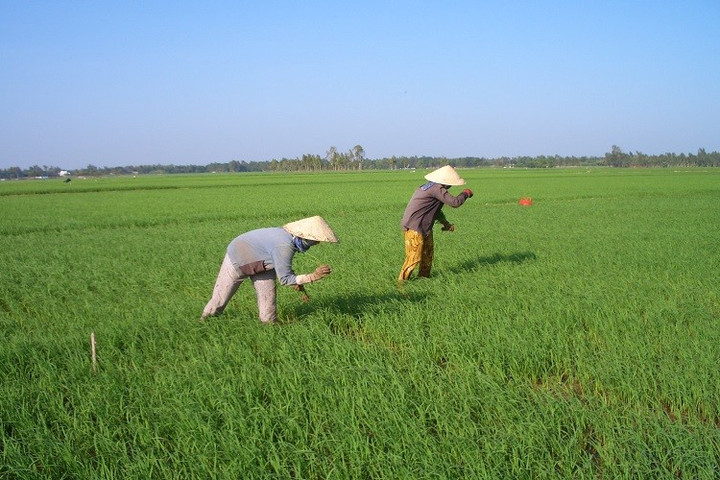 "Không có chuyện tham gia mô hình liên kết làm gia tăng chi phí sản xuất lúa gạo"