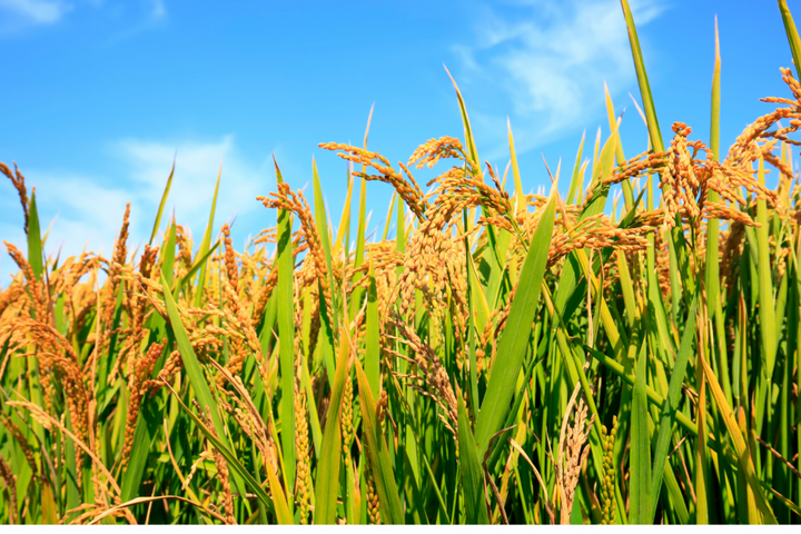 Vốn vay ngân hàng - nơi “nương tựa” của ngành lúa gạo vùng Đồng bằng sông Cửu Long