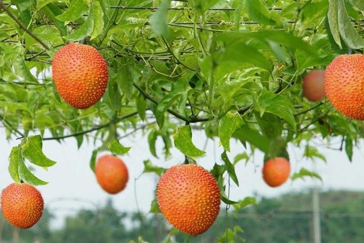 Sau xoài hạt lép, gấc và chuối lần đầu tiên xuất sang Hàn Quốc mở ra nhiều triển vọng cho ngành rau quả
