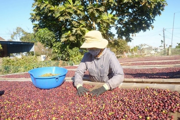 Giá cà phê duy trì đà tăng và liên tục xác lập đỉnh giá mới