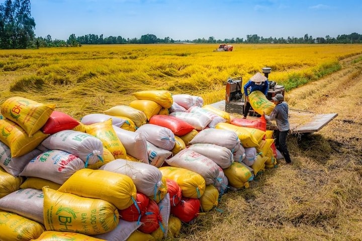 “Đòn bẩy tài chính” cho Đề án 1 triệu ha lúa chất lượng cao, phát thải thấp ở Đồng bằng sông Cửu Long
