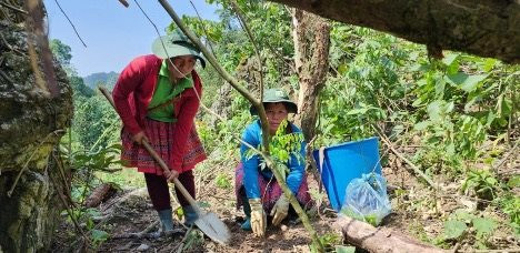 Chương trình “Rừng xanh lên” huy động được 250 triệu đồng để phục hồi rừng ở Hòa Bình và Sơn La
