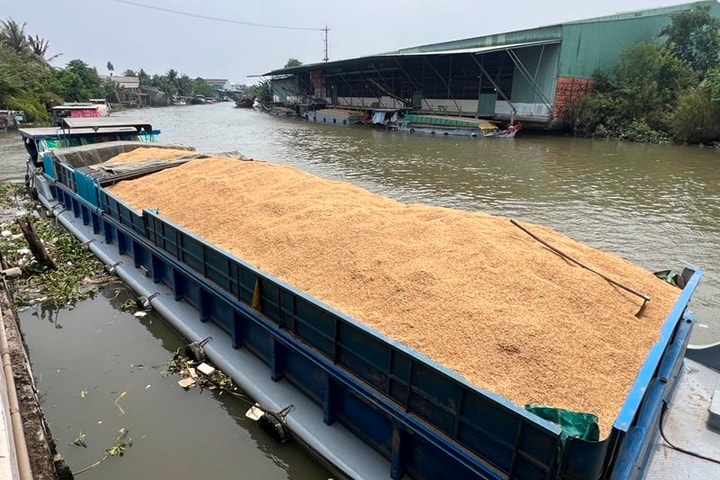 Khó bảo đảm thời gian “vàng” cho hạt lúa tại đồng bằng sông Cửu Long