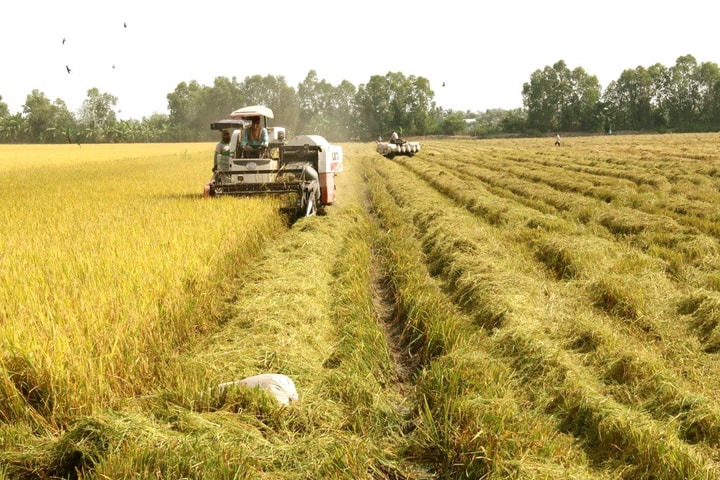 Tiền Giang: Dư nợ cho vay lúa, gạo tăng 1,2%