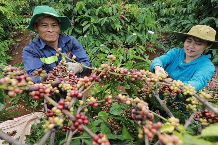 Một mình một chợ, giá cà phê Việt Nam sắp chạm mốc lịch sử 100.000 đồng/kg
