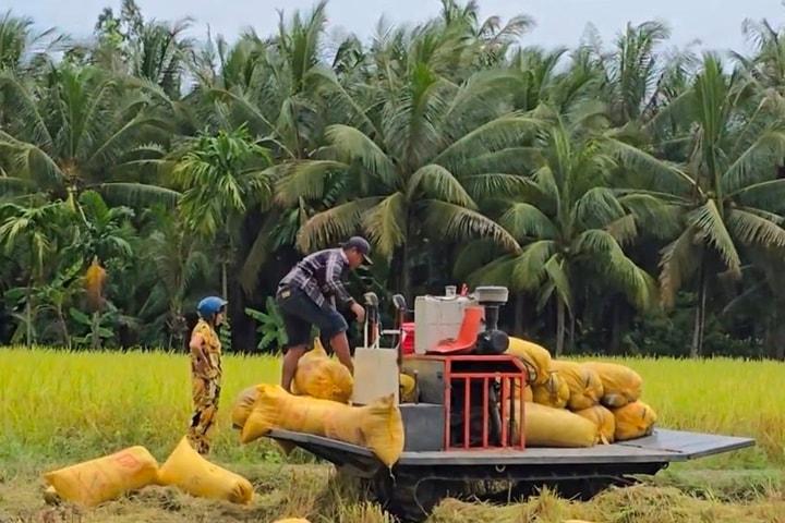 Cung không đủ cầu đẩy giá gạo ST25 tăng mạnh