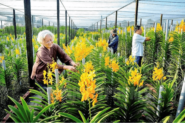 Hiệu quả chương trình tín dụng nông thôn mới góp phần phát triển du lịch nông nghiệp và nông thôn trên địa bàn TP. Hồ Chí Minh