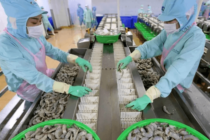 Sau năm thua lỗ kỷ lục, Thuỷ sản Minh Phú đặt kế hoạch lãi gần 1.000 tỷ năm 2025
