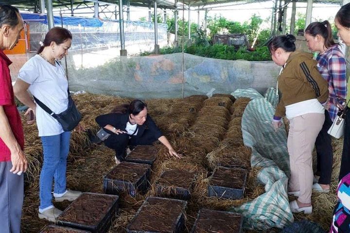 Hiệu quả tín dụng “gần dân, sát dân” của hệ thống Quỹ tín dụng nhân dân tại An Giang