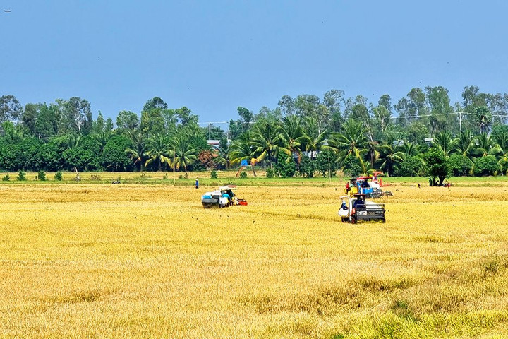 39 hộ nông dân ở An Giang được nhận tiền hỗ trợ từ Bảo hiểm Chỉ số Thời tiết sau đợt mưa lớn tháng 5