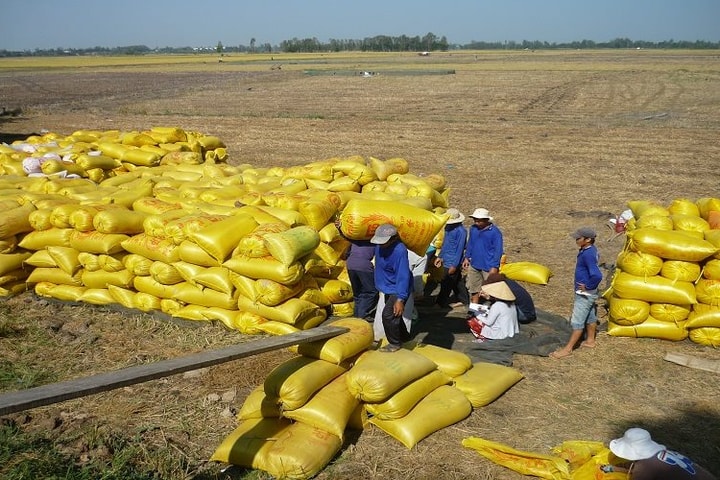 Công điện của Thủ tướng về tăng cường thực hiện các nhiệm vụ, giải pháp thúc đẩy sản xuất, xuất khẩu và ổn định thị trường gạo