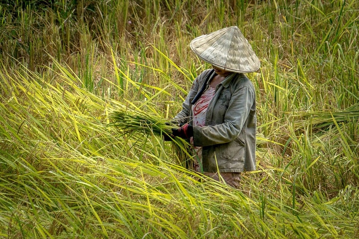 Đảm bảo an ninh lương thực trong bối cảnh biến đổi khí hậu