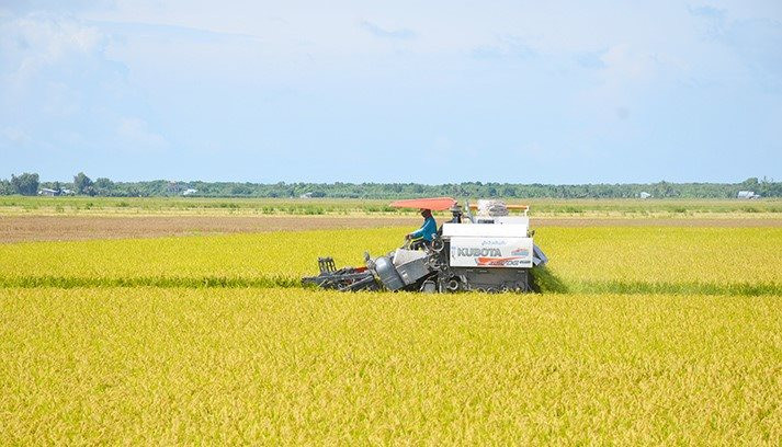 Đề án 1 triệu héc ta lúa chất lượng cao tìm cách làm khác biệt để phát triển