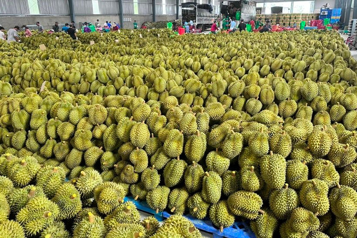 Xuất khẩu sầu riêng thông suốt trở lại, sự cố “Vàng O” chỉ cục bộ