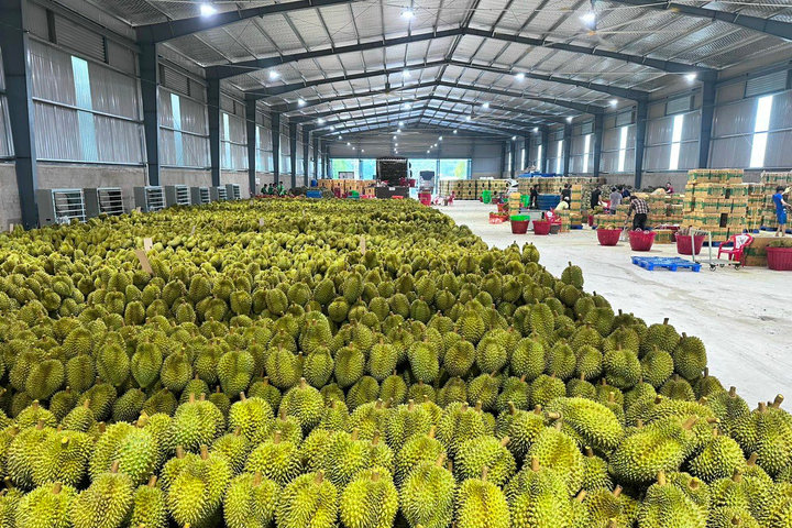 Ngành rau quả Việt Nam chạm đỉnh giá trị mới trong năm 2025