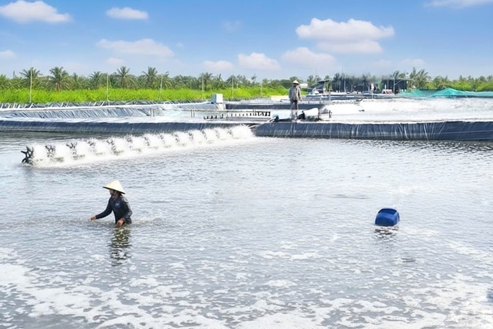 ‏Vốn ngân hàng “tiếp sức” doanh nghiệp hiện thực hóa mục tiêu tăng trưởng hai con số của Cà Mau‏