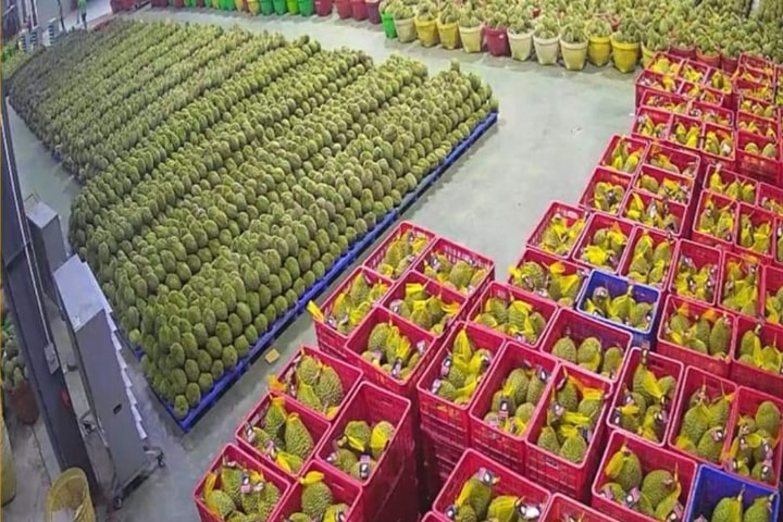 Trung Quốc gia tăng nhập khẩu rau quả từ Việt Nam nhưng siết chặt hàng rào kỹ thuật