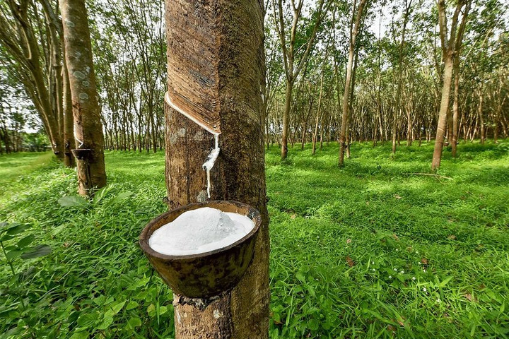 Giá cao su thế giới lập đỉnh 15 năm, xuất khẩu Việt Nam giảm tốc