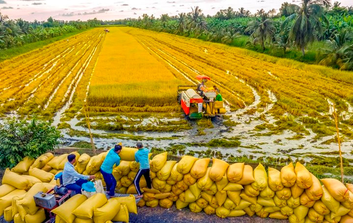 Dòng chảy tín dụng – Bệ phóng nâng tầm kinh tế “vựa lúa” An Giang