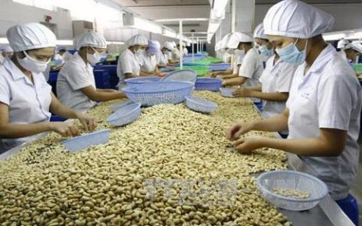 Xuất khẩu hạt điều tăng giá trị, củng cố vị thế tại thị trường Hoa Kỳ