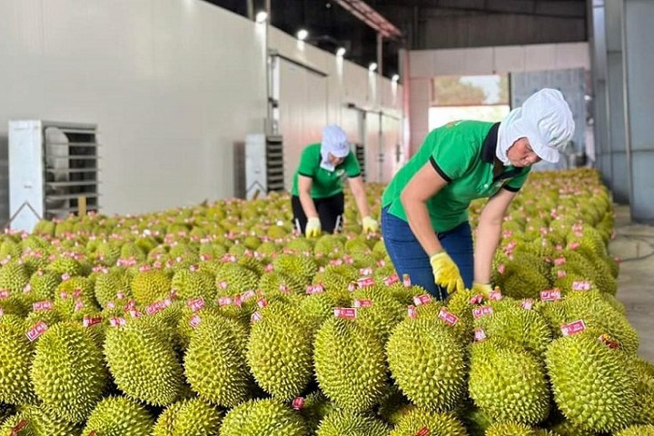 Rau quả Việt Nam tăng tốc, xuất khẩu 8 tháng đạt 5,87 tỷ USD